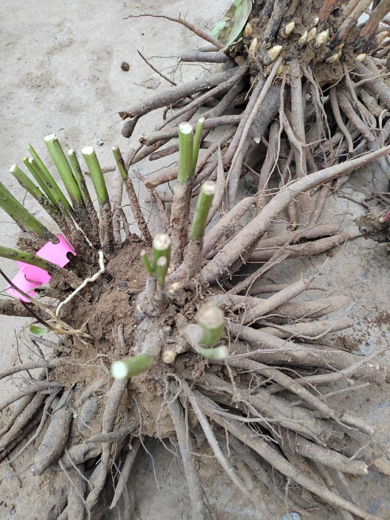 无添加芍药苗基地发货量大优惠