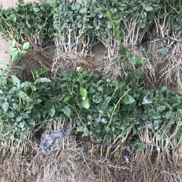 现采现发优质品种量大从优茉莉花苗
