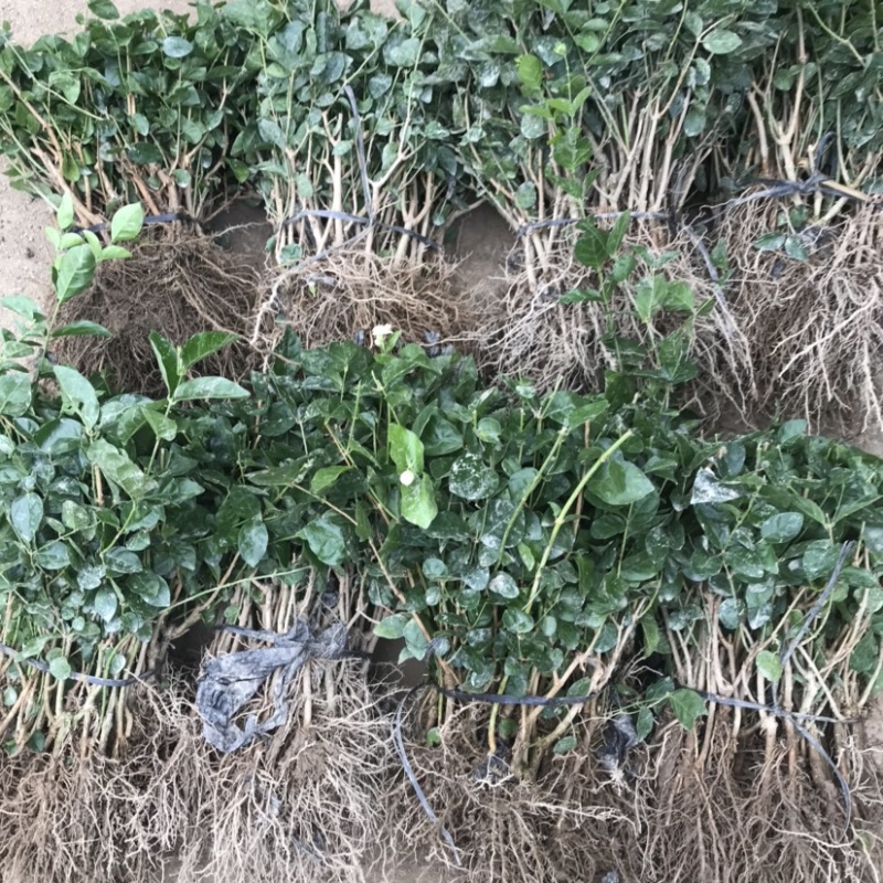 现采现发优质品种量大从优茉莉花苗