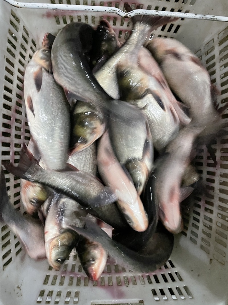 鲢鱼长期供货新鲜食材支持拿样全网比价