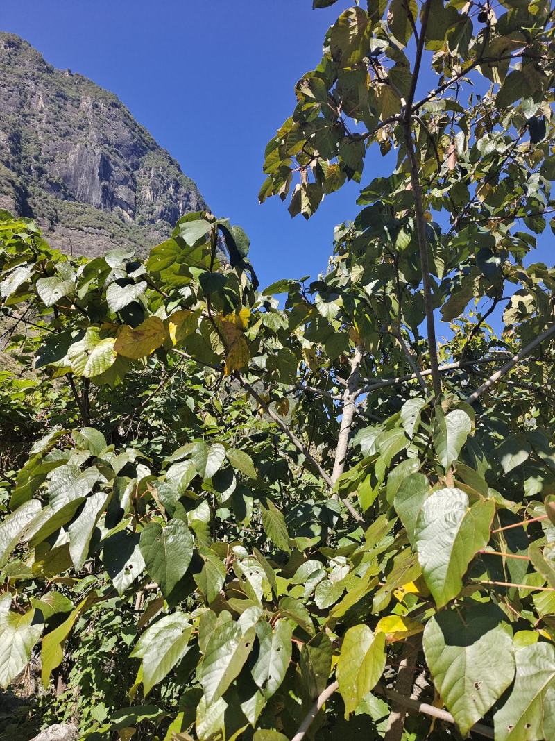 高产品种油桐可签合同超高性价比