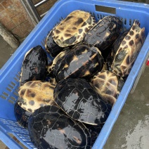 冷链物流乌龟源头工厂欢迎联系