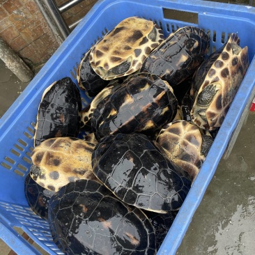 冷链物流乌龟源头工厂欢迎联系