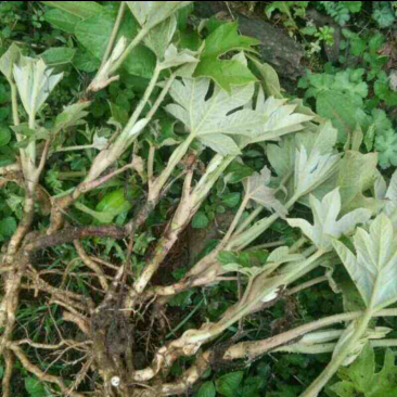 无添加通草苗长期有货随时可聊