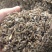 规格齐全白术种子原产地基地支持拿样