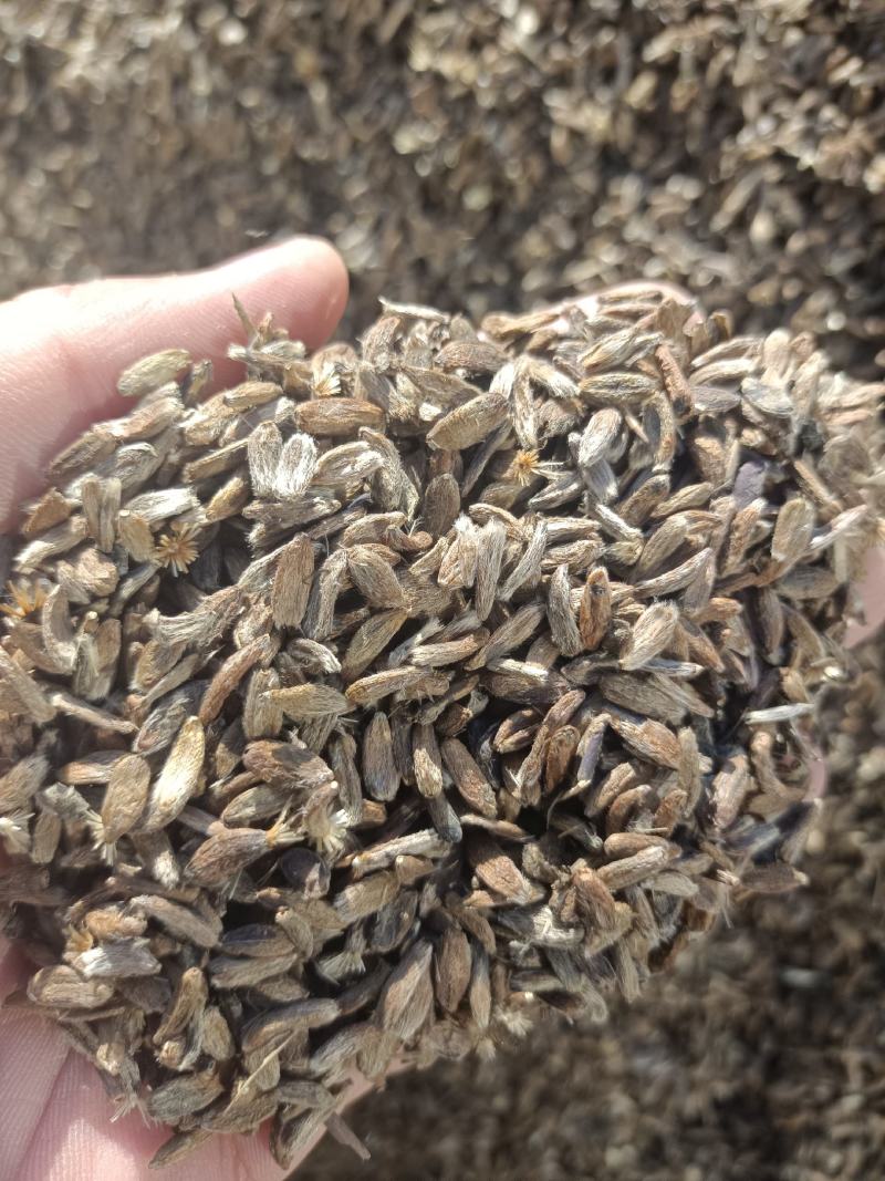 规格齐全白术种子原产地基地支持拿样
