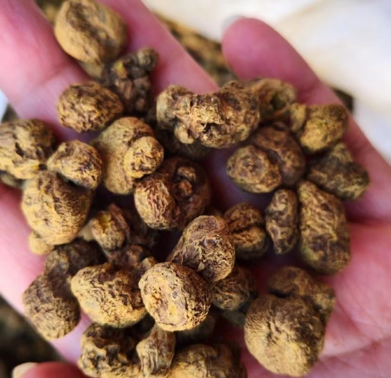 延胡索