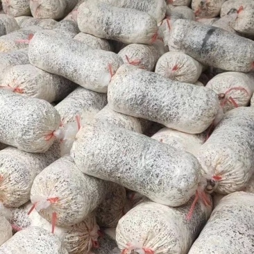 优质品种平菇菌棒现挖现发价格美丽