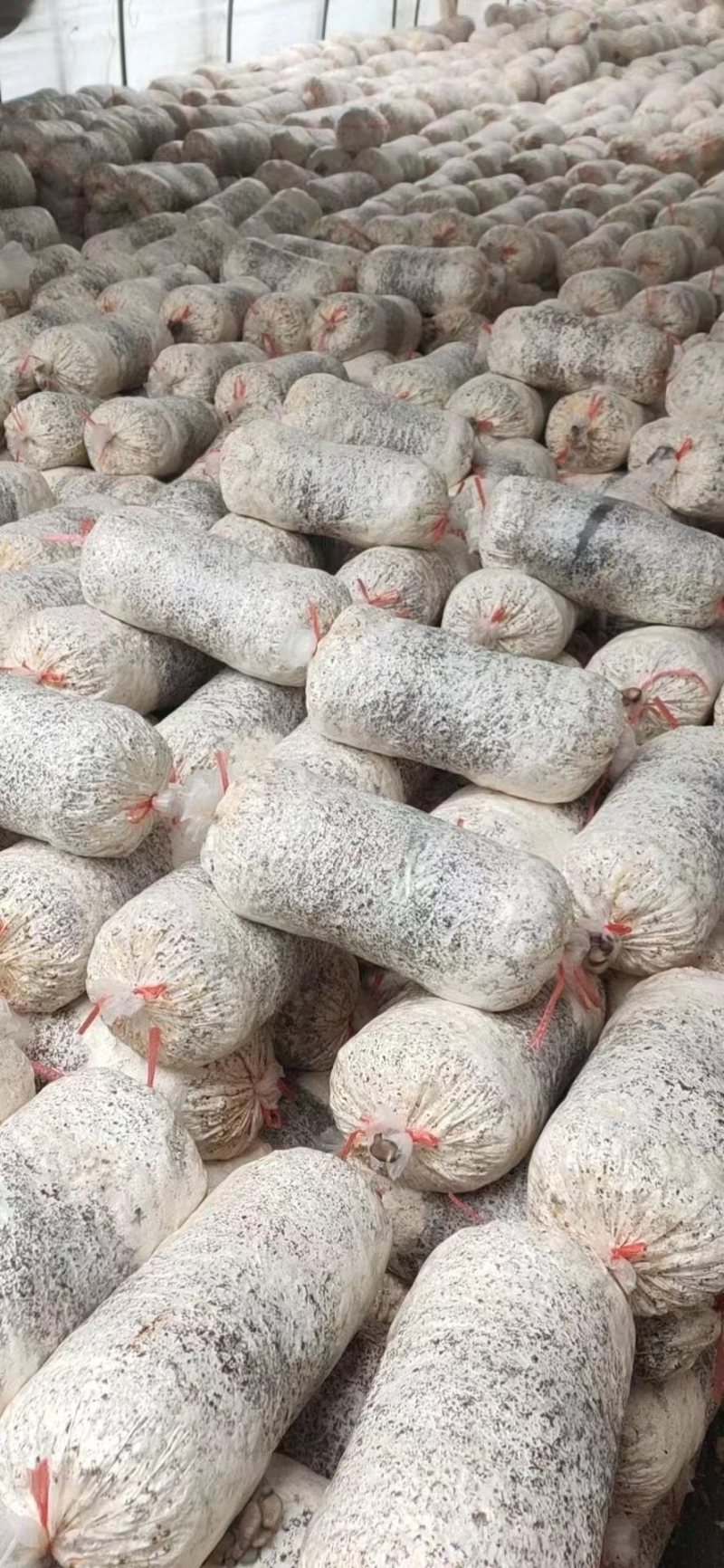 优质品种平菇菌棒现挖现发价格美丽