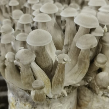 鹿茸菇