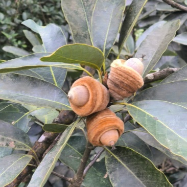狗鞭果