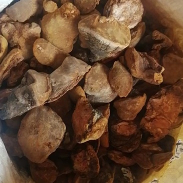 树舌