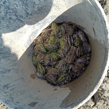 源头工厂黑斑蛙新鲜食材欢迎联系