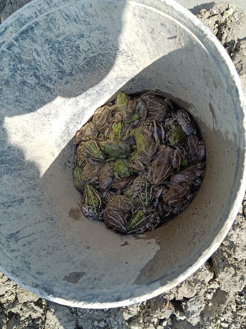 原产地直发鲜活冷冻黑斑蛙量大从优