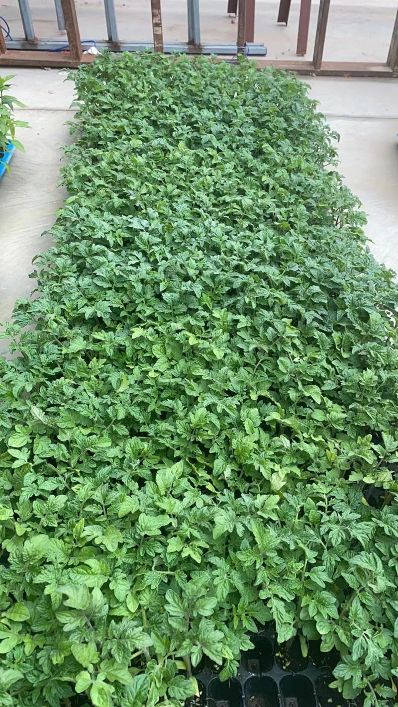 优质量大从优纯正品种现挖现发冬瓜苗