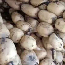 优质嫁接品种莲藕苗现采现发可签合同