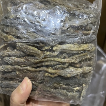 壁虎