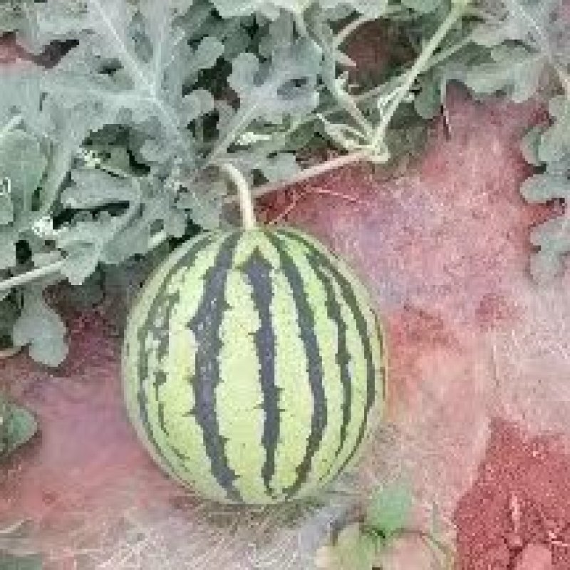 野生锦王西瓜