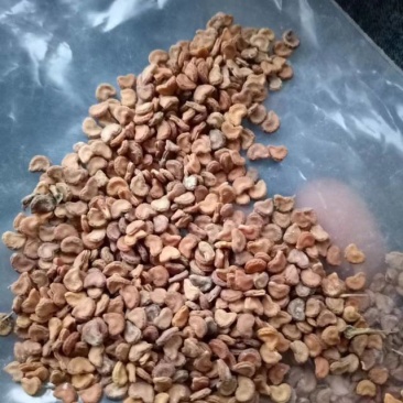 曼陀罗