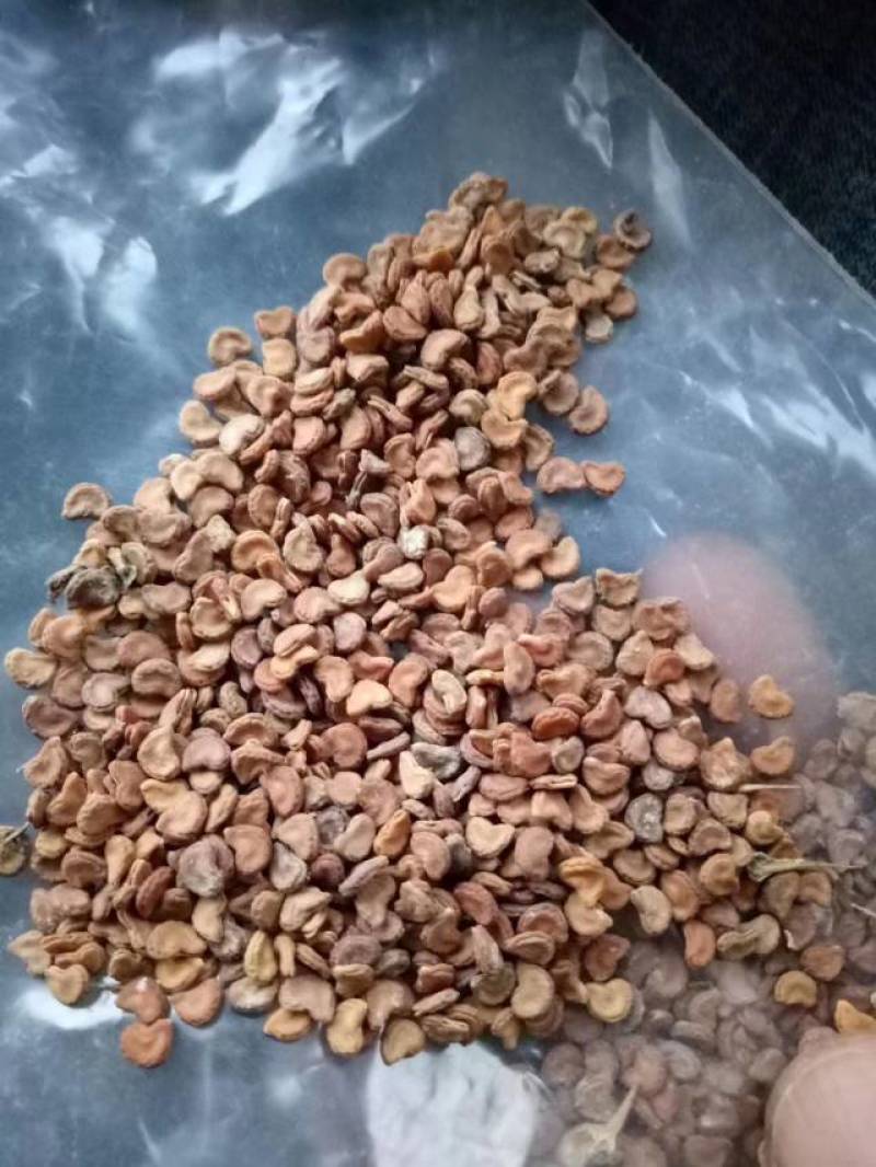 曼陀罗
