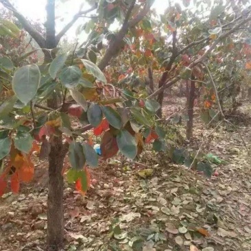 柿树原产地基地品种纯正长期供应