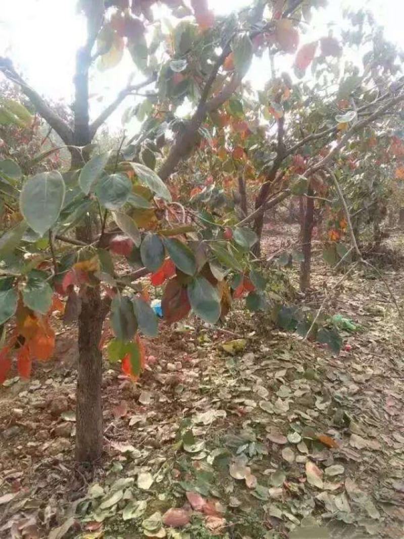 柿树原产地基地品种纯正长期供应