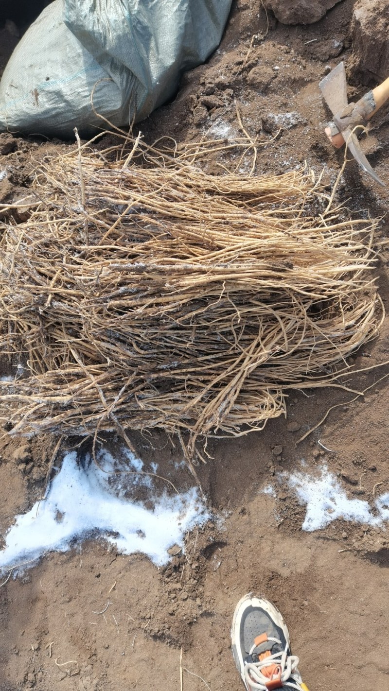 现挖现发量大从优黄芪苗纯正品种优质