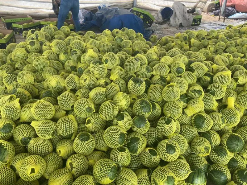 美都无籽西瓜，13个糖