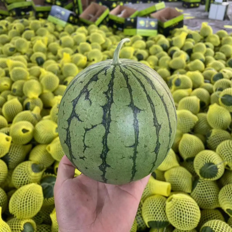 美都无籽西瓜，13个糖