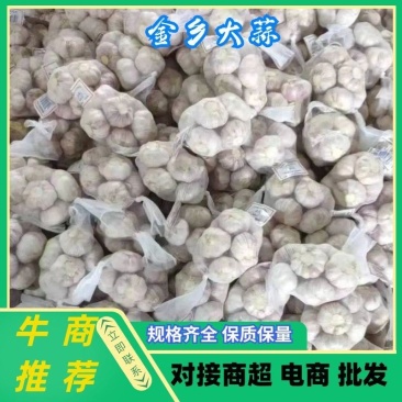 山东金乡优质红皮大蒜，太空蒜，代发全国市场，加工各种包装
