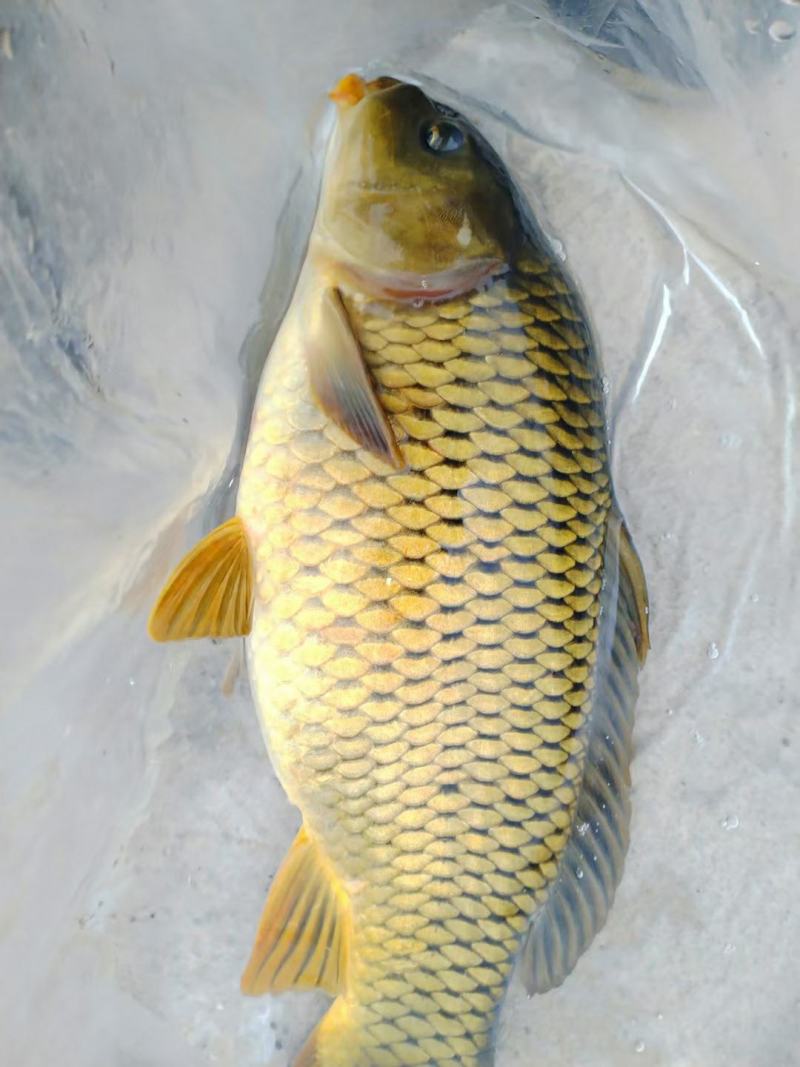 厂家直销鲤鱼量大从优物流包邮
