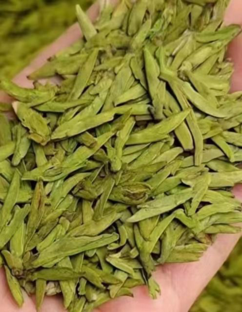 茶工厂直销乌牛早真空保鲜节日礼盒
