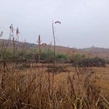 荒山