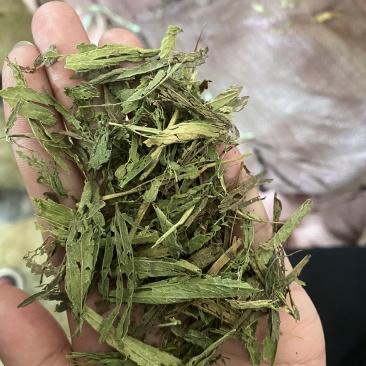 甜叶菊