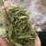甜叶菊