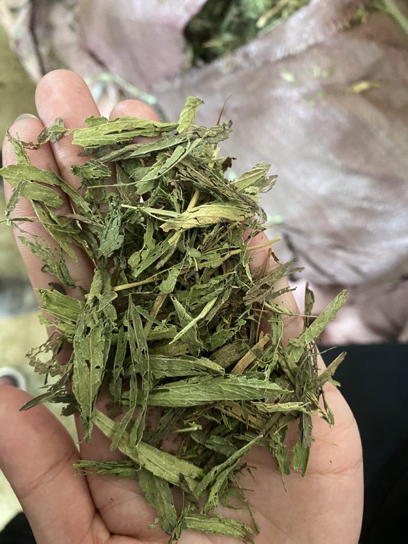 甜叶菊