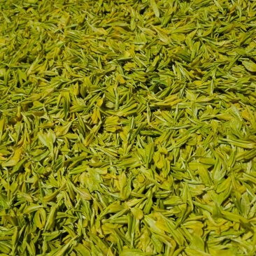 品鉴级茶正宗货源工厂直销黄芽茶