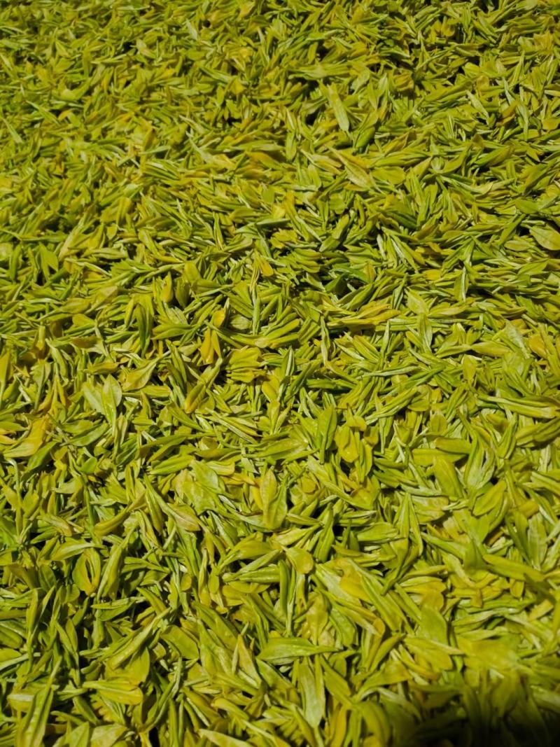 品鉴级茶正宗货源工厂直销黄芽茶
