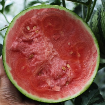 小吊瓜西瓜🍉