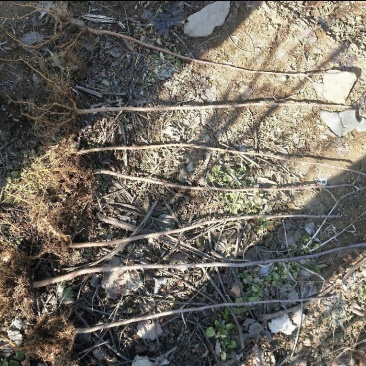 【精品】花楸苗，基地种植，大量有货，提供技术指导欢迎联系
