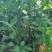 【精品】花楸苗，基地种植，大量有货，提供技术指导欢迎联系