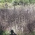 【精品】花楸苗，基地种植，大量有货，提供技术指导欢迎联系
