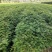 【精品】花楸苗，基地种植，大量有货，提供技术指导欢迎联系