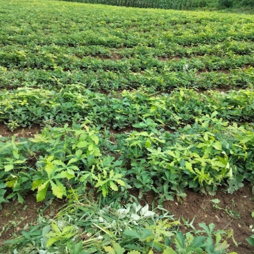 【精品】蒙古栎苗，辽宁本溪桓仁县贵龙苗圃直售，量大从优！