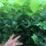 【精品】蒙古栎苗，辽宁本溪桓仁县贵龙苗圃直售，量大从优！