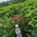 【精品】蒙古栎苗，辽宁本溪桓仁县贵龙苗圃直售，量大从优！