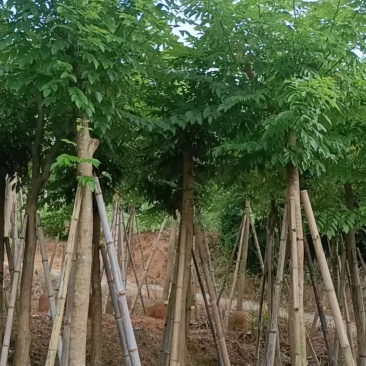 四季常青黄花梨树园圃直发量大优惠
