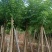 四季常青黄花梨树园圃直发量大优惠
