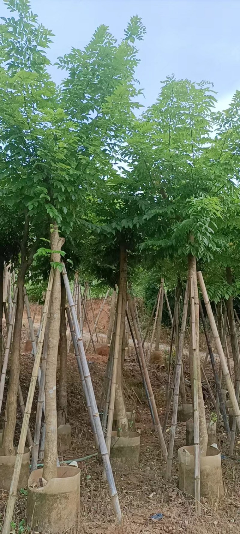 四季常青黄花梨树园圃直发量大优惠