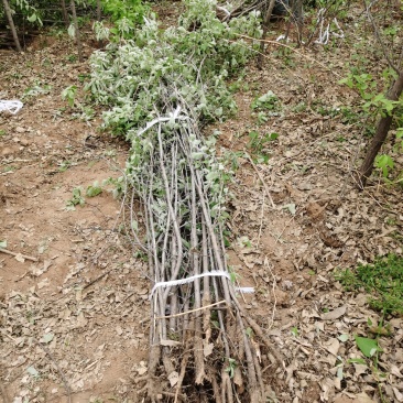 自产自销翅果油树苗精品化种植价格美丽